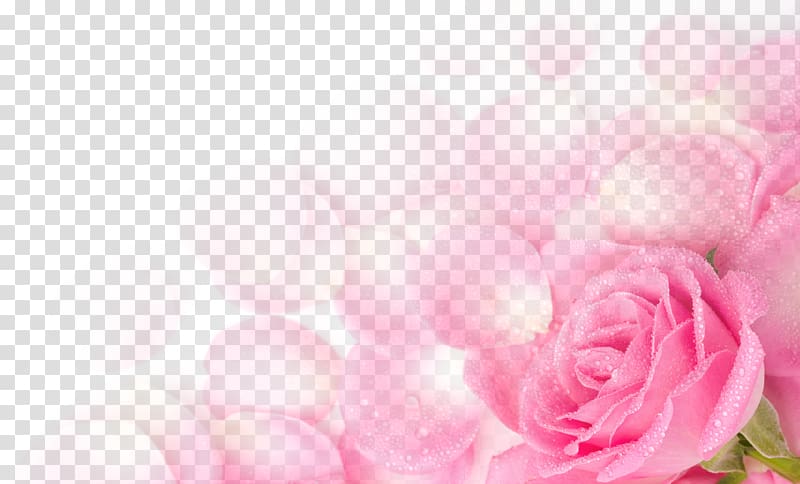flying light pink rose petals transparent background PNG clipart