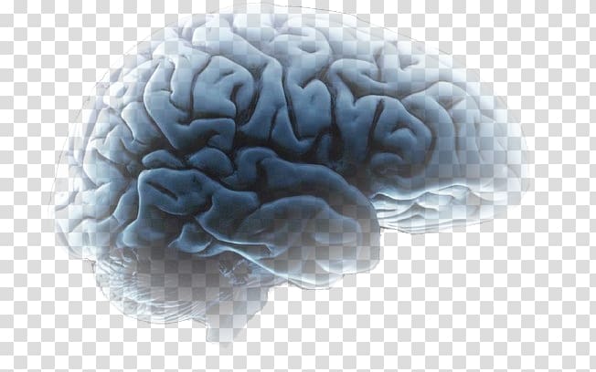 Agy Brain Mind Neuroscience Speech, cerebro transparent background PNG clipart