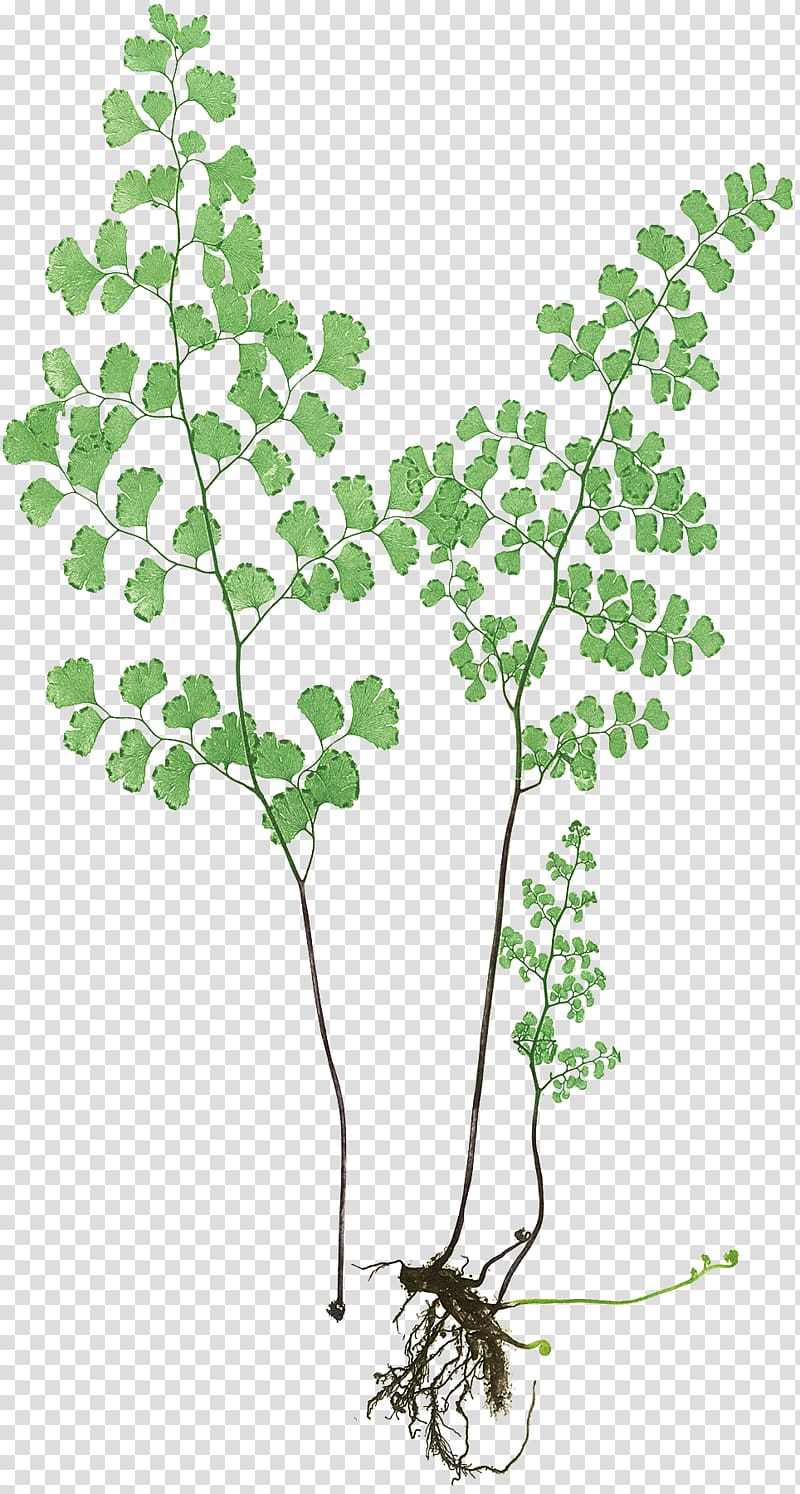 The Art of Botanical Illustration Twig Adiantum capillus-veneris, Leaf transparent background PNG clipart