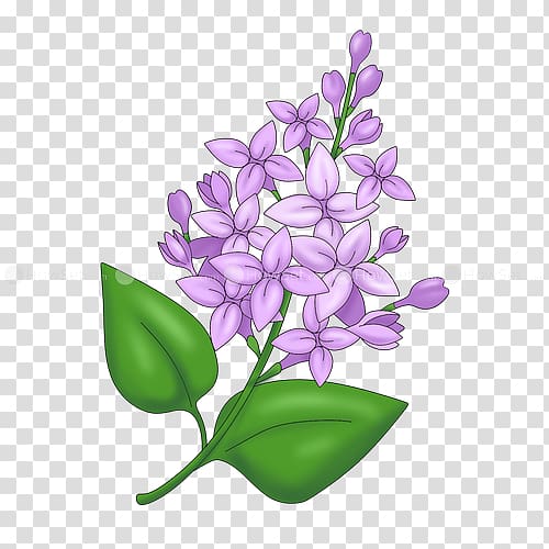 Drawing Caricature Lilac Lavender, lilac flower transparent background PNG clipart