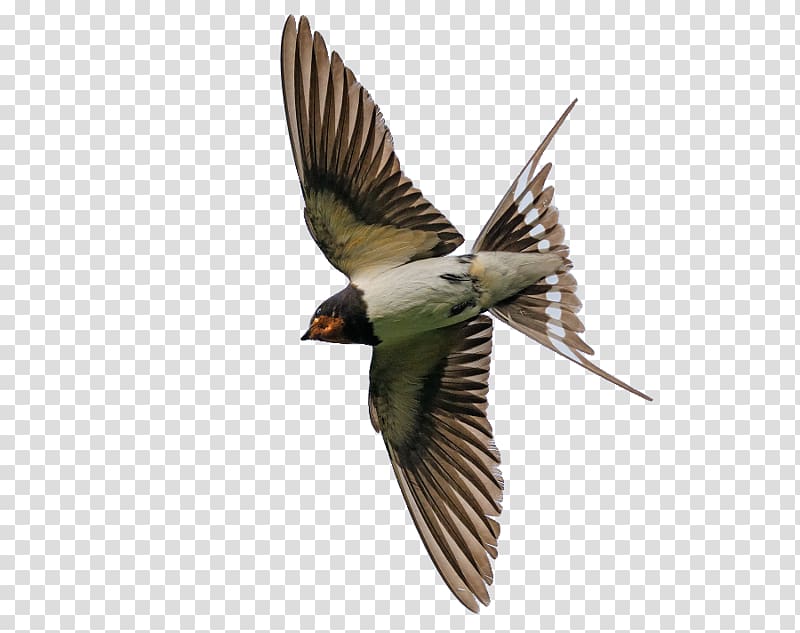 Finch Bird Common starling Flight Eurasian jay, Bird transparent background PNG clipart