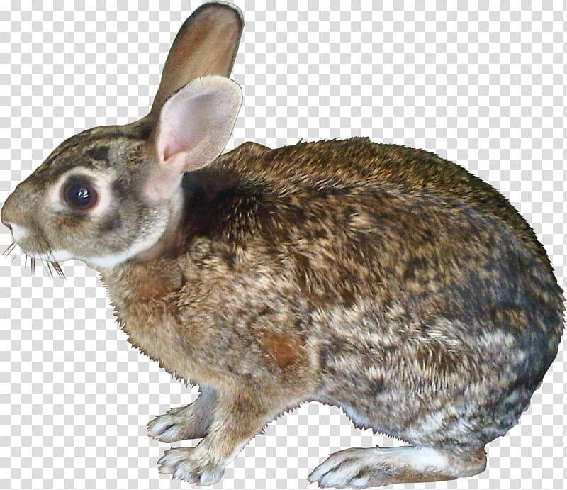 Hare Domestic rabbit European rabbit, fille transparent background PNG clipart