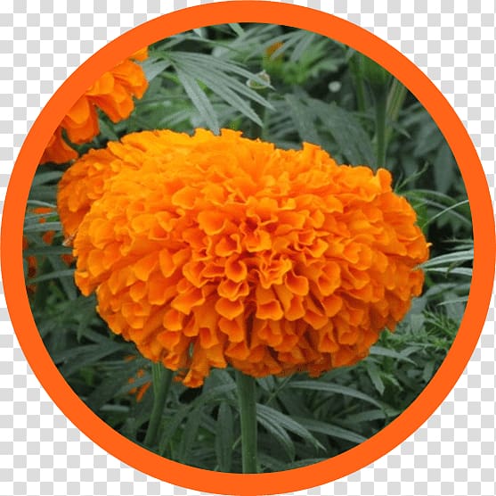 Lutein Mexican marigold Food Kemin Industries Ingredient, health transparent background PNG clipart