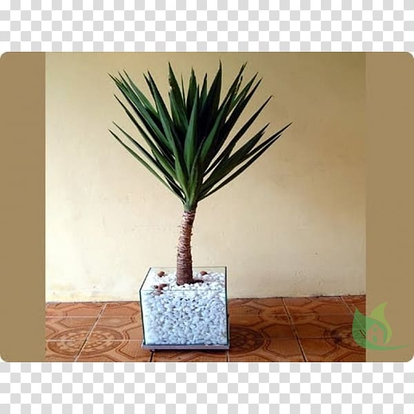 Arecaceae Flowerpot Vase Cachepot Plant, vase transparent background PNG clipart