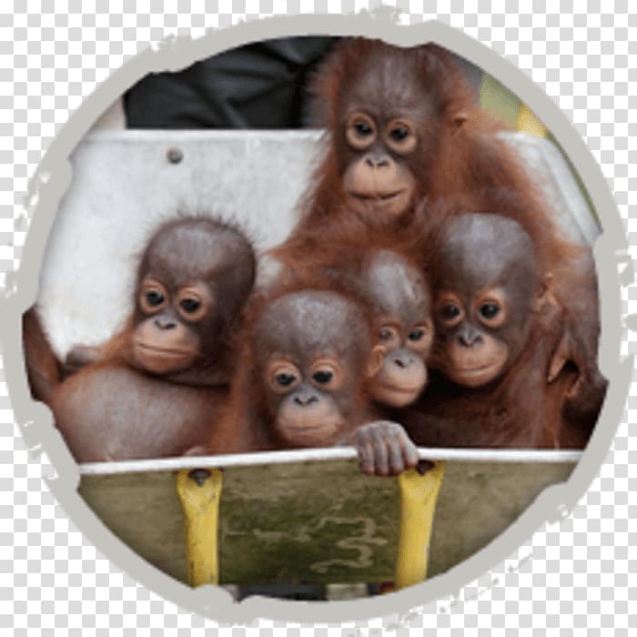 Sepilok Orang Utan Rehabilitation Centre Orangutan Rescue Orangutan baby Primate Orangutan Orphanage, monkey transparent background PNG clipart