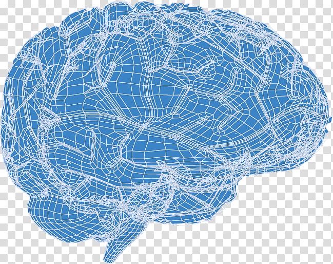 Human brain Euclidean , 3d brain transparent background PNG clipart