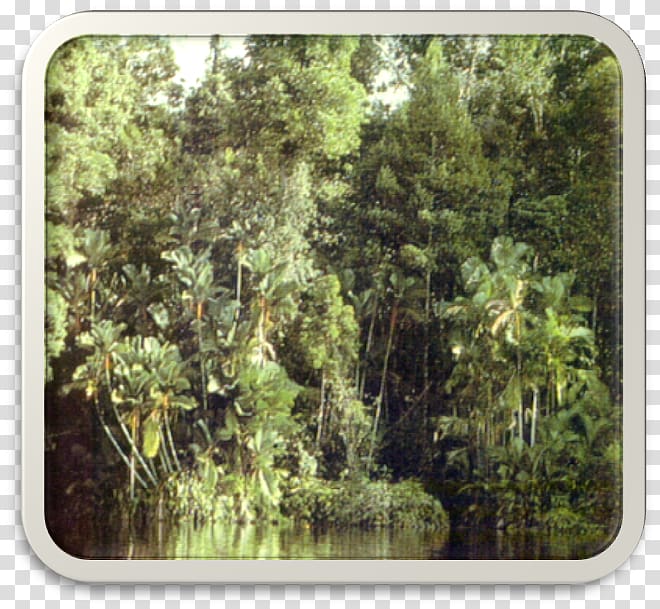 Peat swamp forest Freshwater swamp forest Rainforest Tropical and subtropical coniferous forests, forest transparent background PNG clipart