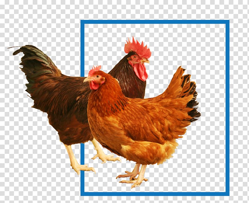 New Hampshire chicken Rhode Island Red Sussex chicken Cochin chicken Plymouth Rock chicken, chicken fillet transparent background PNG clipart