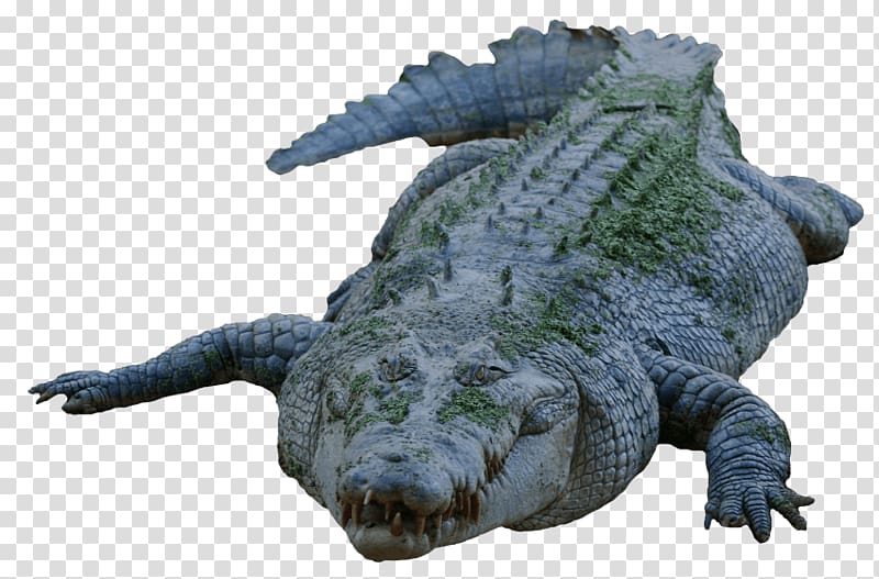 Nile crocodile Alligators Portable Network Graphics Transparency, crocodile transparent background PNG clipart