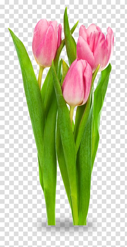 Indira Gandhi Memorial Tulip Garden Desktop , tulip transparent background PNG clipart