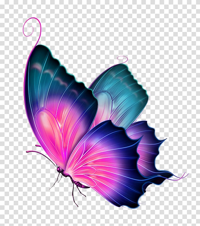 Multicolored butterfly illustration, Butterfly ...