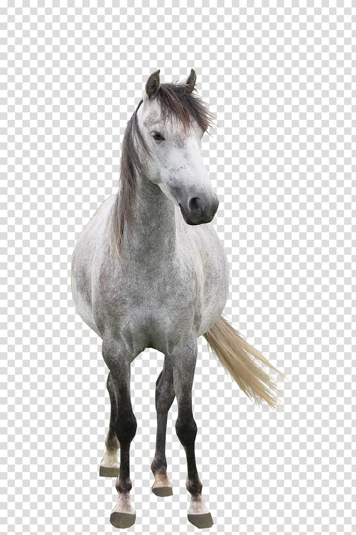Arabian horse Andalusian horse Mare Mustang Cat, horse white transparent background PNG clipart