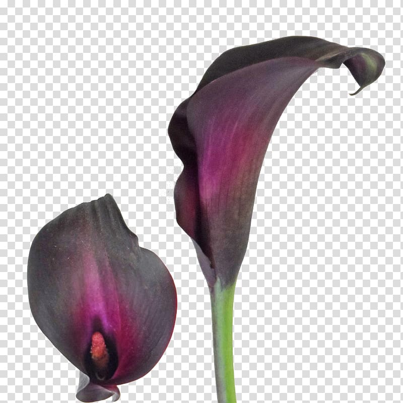 Arum-lily Easter lily Tiger lily Bulb Callalily, callalily transparent background PNG clipart