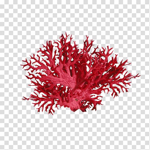 red sea coral illustration, Coral reef Alcyonacea Sea, coral transparent background PNG clipart