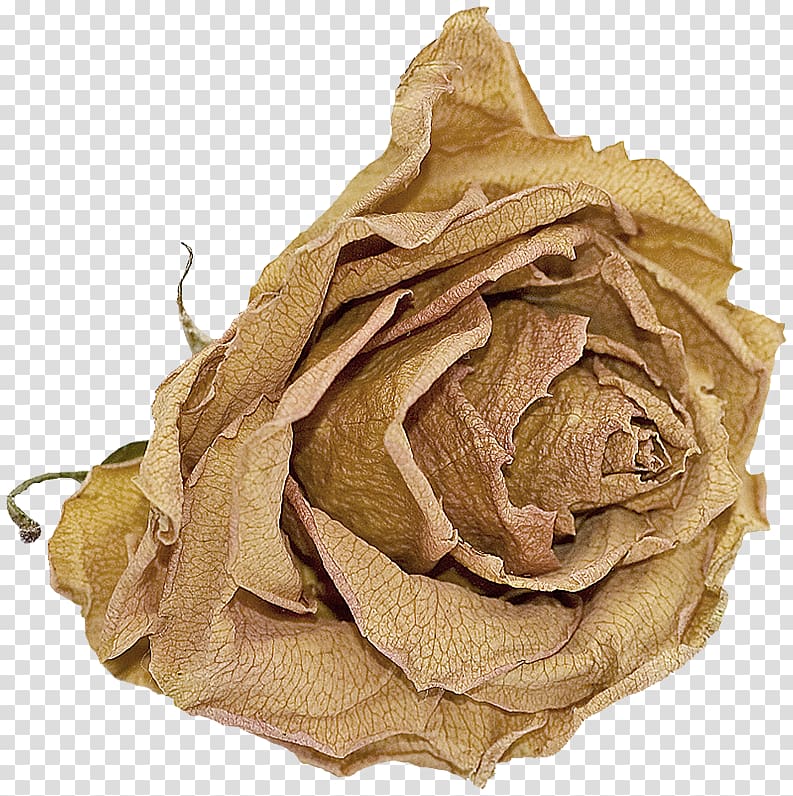 Cut flowers .net, brown rose transparent background PNG clipart