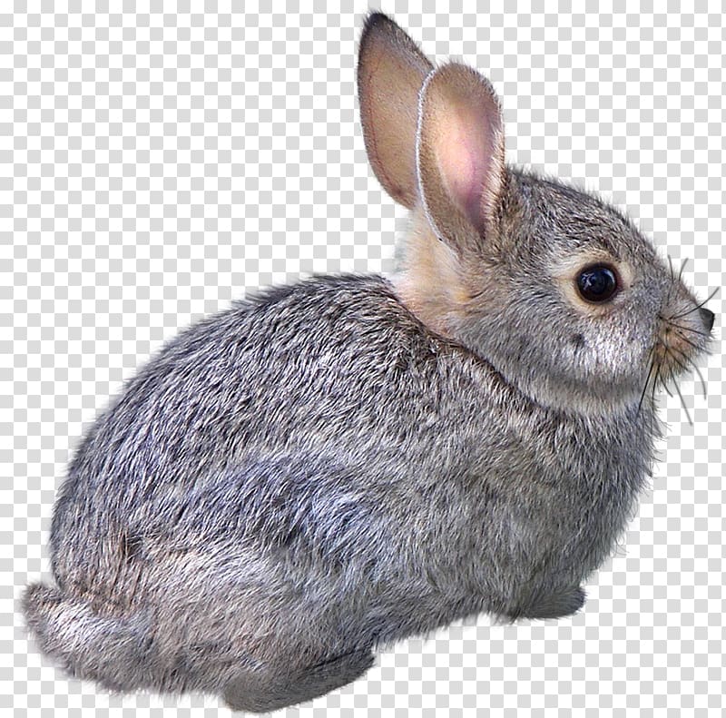 Domestic rabbit Easter Bunny Hare Cat Animal, Creative sketch Animals,rabbit transparent background PNG clipart