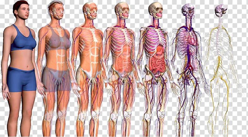 Human body ZygoteBody Anatomy Homo sapiens Explorers to the New World, Atlas And Textbook Of Human Anatomy transparent background PNG clipart