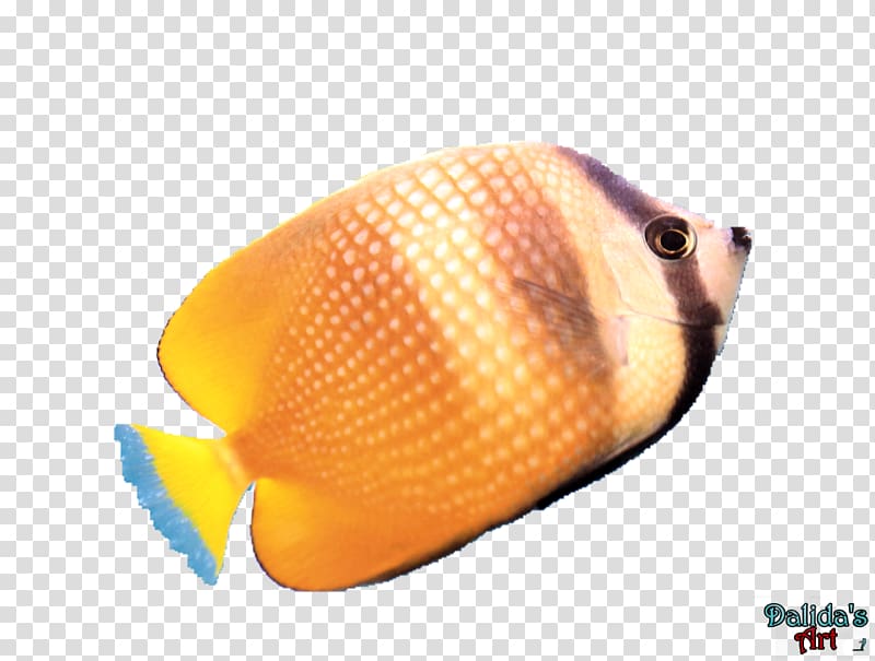 Yellow tang , Yellow Tang transparent background PNG clipart