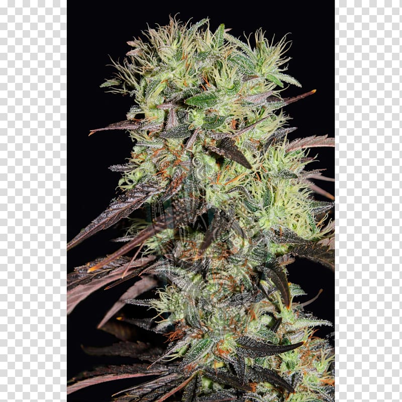 Cannabis sativa Kush Feminized cannabis Seed, seeds transparent background PNG clipart