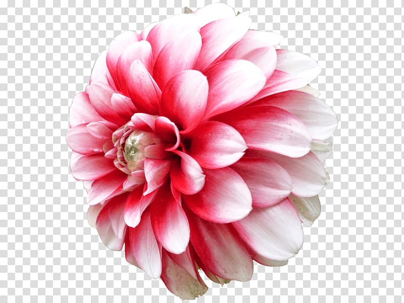 pink flower, Dahlia White Pink transparent background PNG clipart