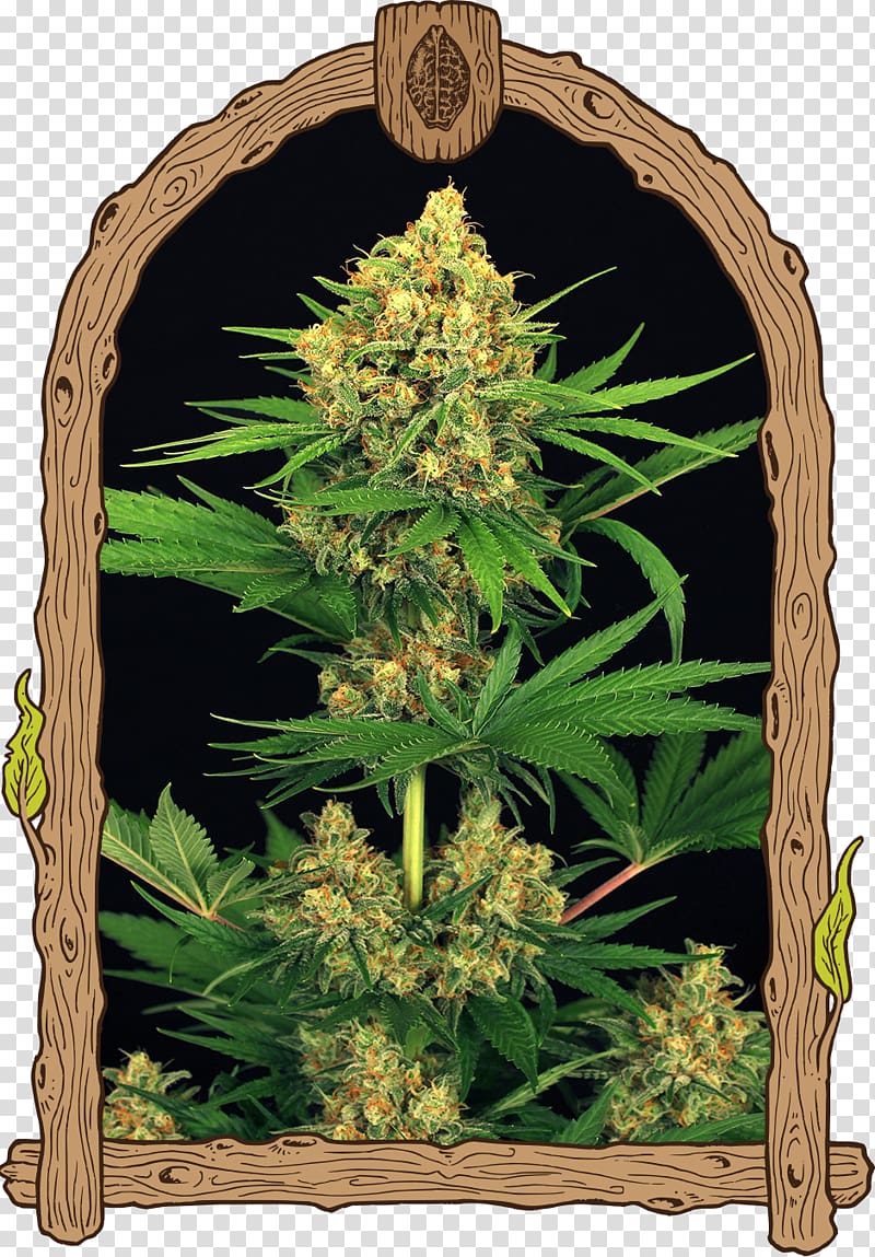 Cannabis Cannabaceae Hemp Plant Family, tangerine transparent background PNG clipart