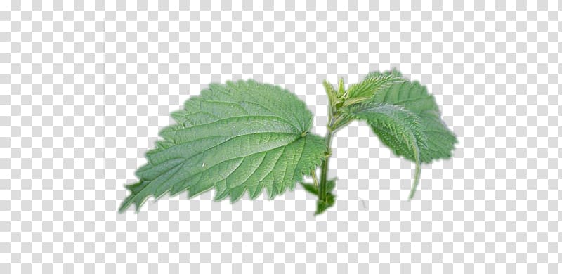 Common Nettle Beefsteak plant Clipping path Weeping fig, plant transparent background PNG clipart