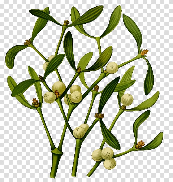 Mistletoe , mistletoe transparent background PNG clipart