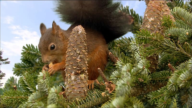 Desktop Animal Red squirrel Tree squirrels Desktop environment, squirrel transparent background PNG clipart