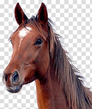brown horse, Brown Horse Head transparent background PNG clipart