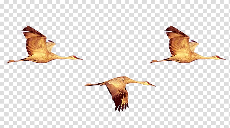 Duck Bird Crane Swan goose, Geese fly transparent background PNG clipart