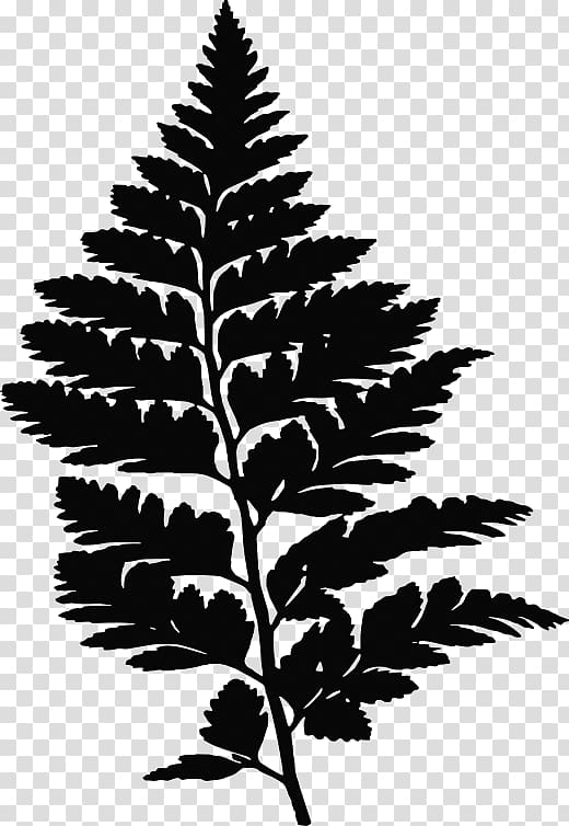 Fern Leaf Frond Evergreen, Leather transparent background PNG clipart