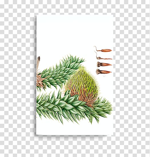 Chile Luzuriaga radicans Plant Notebook, forests transparent background PNG clipart