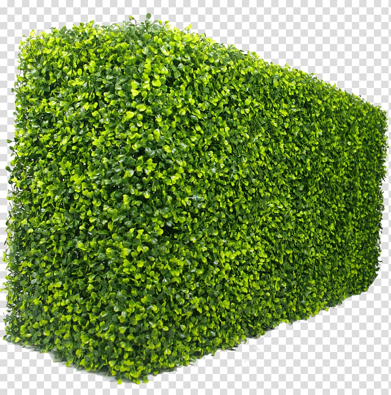 Hedge Green wall Box Garden, hedge shrub transparent background PNG clipart