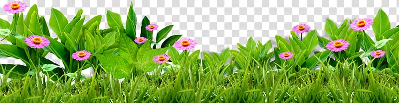 beautiful delicate flowers fresh grass border transparent background PNG clipart