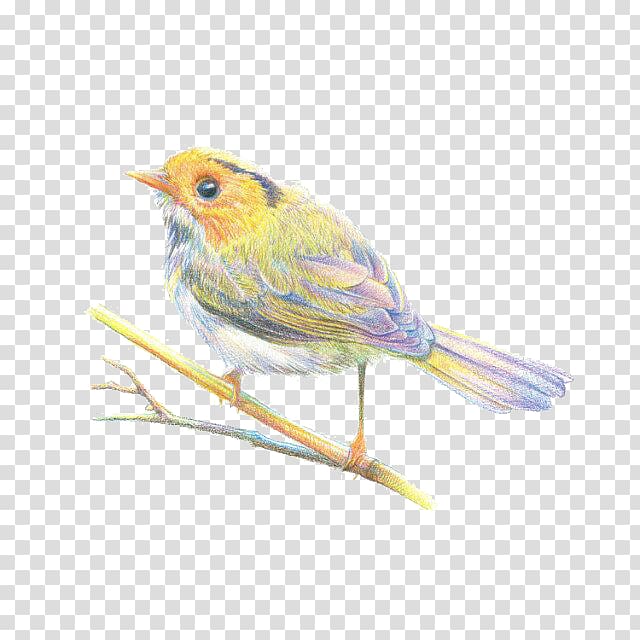 Sparrow Bird European robin Finch, Colored Sparrow transparent background PNG clipart