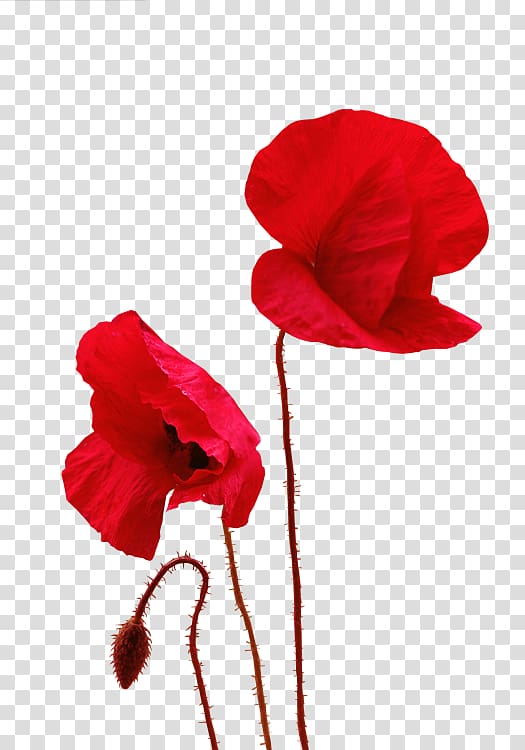 Common poppy Painting Painter , painting transparent background PNG clipart