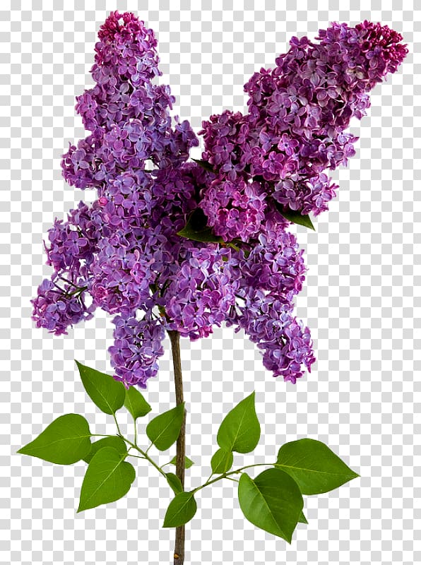 Lilac Wisteria Flower, lilac transparent background PNG clipart