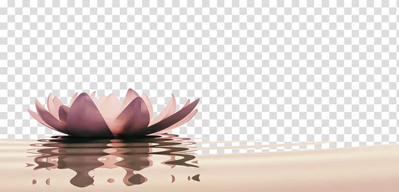 purple lotus , Ascential Acupuncture Cupping therapy Emotion, lotus background transparent background PNG clipart