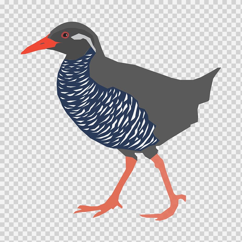 Okinawa Island Bird Yanbaru Okinawa rail , birds transparent background PNG clipart