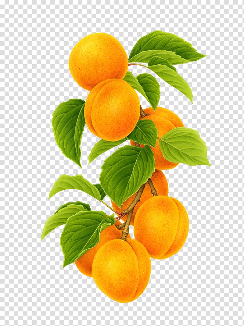 yellow fruit illustration, Clementine Mandarin orange Apricot Fruit, Hand-painted apricot transparent background PNG clipart