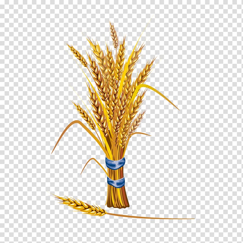 Wheat illustration Cereal Illustration, Golden wheat transparent background PNG clipart