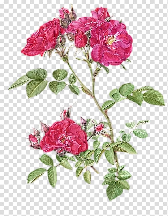 Garden roses Cabbage rose Flower Botany Floral design, flower transparent background PNG clipart
