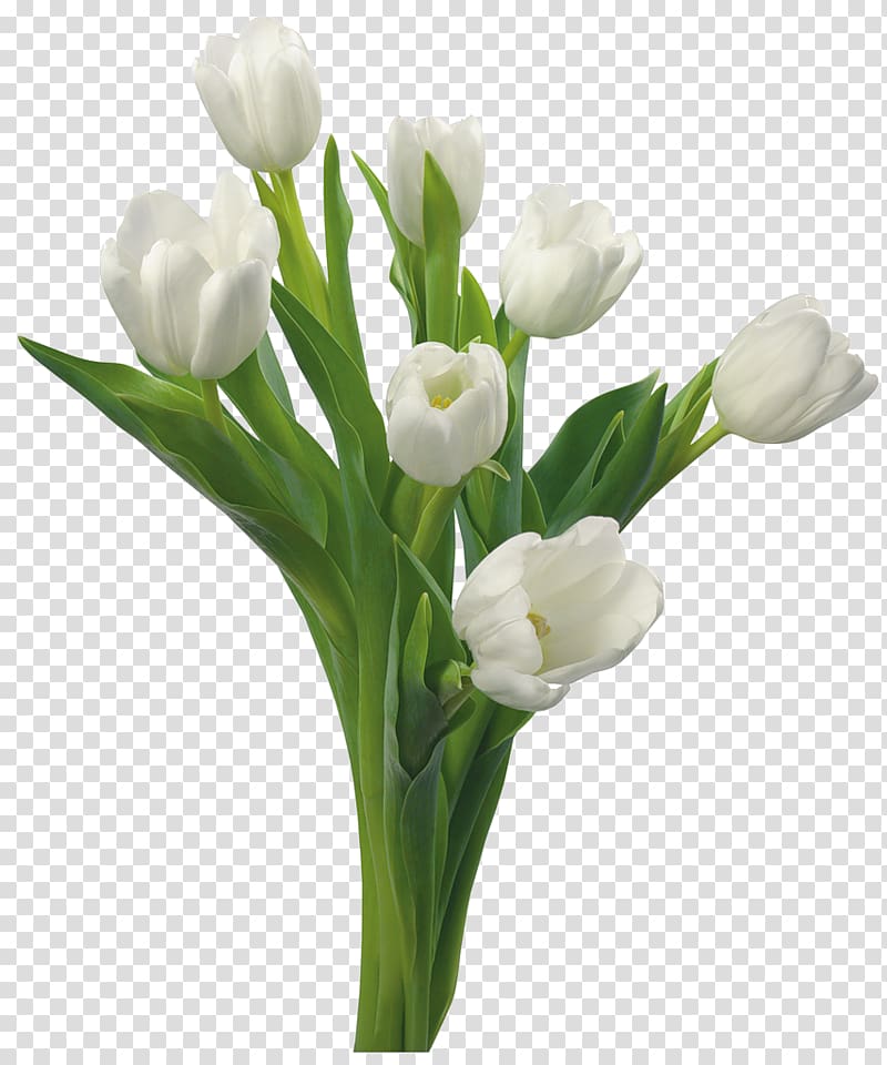 Tulip Flower White Floristry Color, banquet transparent background PNG clipart