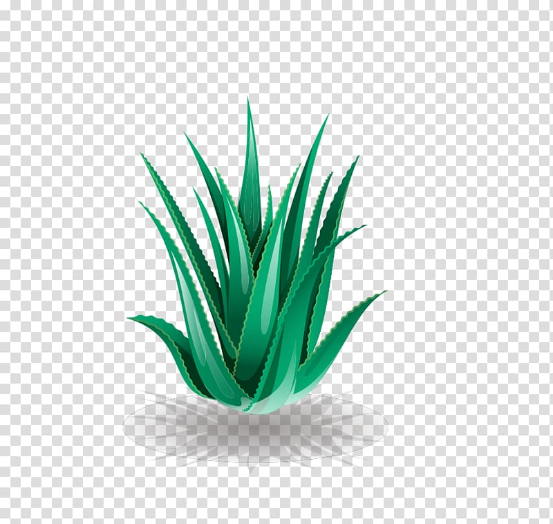 Aloe vera Euclidean , Aloe transparent background PNG clipart