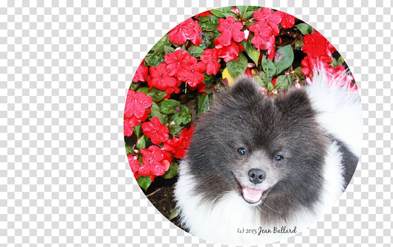 German Spitz Klein German Spitz Mittel Keeshond Pomeranian Volpino, puppy transparent background PNG clipart