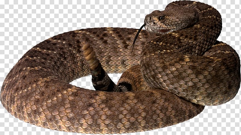 Snake transparent background PNG clipart