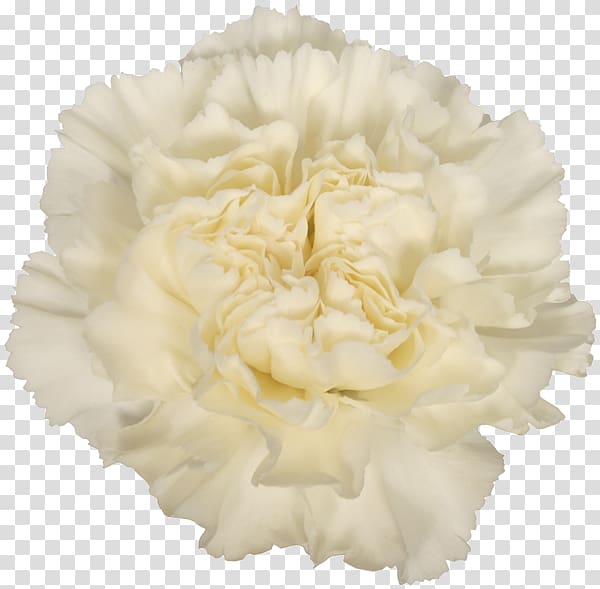 Carnation Cut flowers Alessandria White Skin, carnation transparent background PNG clipart