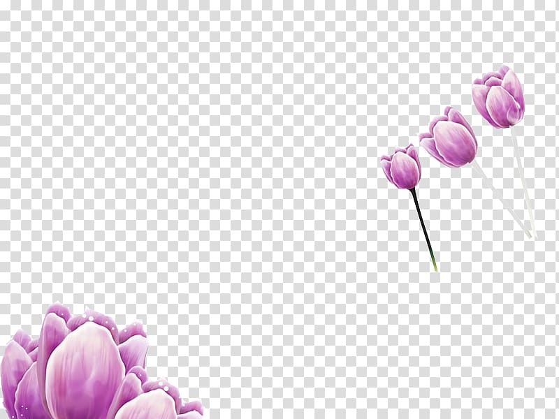 Purple Tulip , Free to pull the material of purple tulips transparent background PNG clipart
