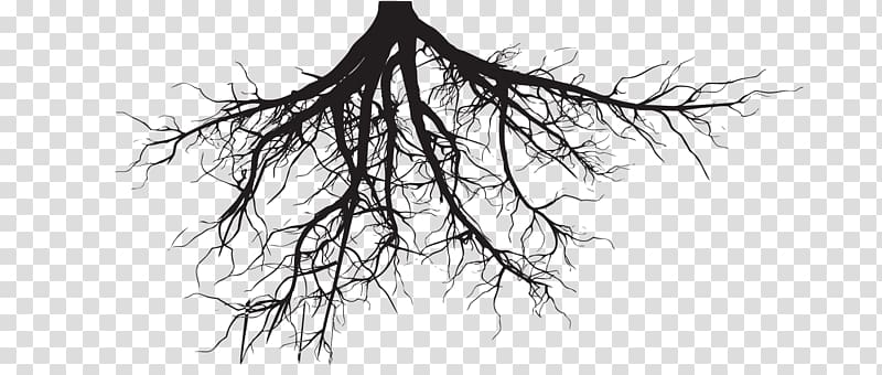 Root Silhouette Tree , root transparent background PNG clipart