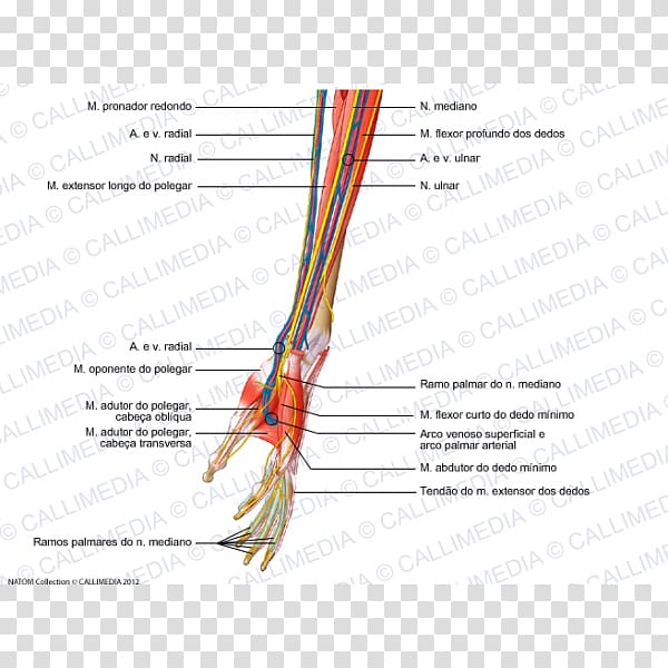 Forearm Nerve Muscle Blood vessel Muscular system, hand transparent background PNG clipart